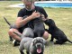 Chiots Cane Corso à donner