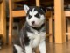 DISPOBIBLE CHIOT DE TYPE HUSKY SIBERIEN