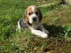 A donner  chiots Beagle 