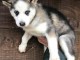  Disponible de suite magnifique chiots Husky Siberien 