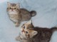 Donne très jolis Chatons Exotic Shorthair