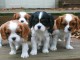 Don de Chiots Cavalier King Charles