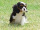 Don de Chiots Cavalier King Charles