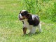 Don de Chiots Cavalier King Charles