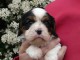 Don de Chiots Cavalier King Charles