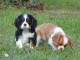 Don de Chiots Cavalier King Charles