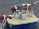 Don de Chiots Cavalier King Charles