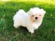 A DONNER Très Beau Chiot Bichon Maltais Mâle