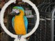 Adorable perroquet ara bleu et jaune à donner