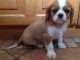 Don de Chiots Cavalier King Charles