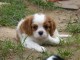 Don de Chiots Cavalier King Charles