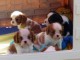 Don de Chiots Cavalier King Charles