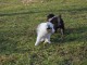 Magnifique chiots berger shetland