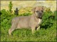 A donner Chiots cane corso