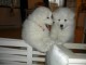 A donner chiots Samoyede