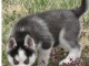 Chiots husky siberien pour bonne maman