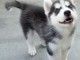 Chiots husky siberien pour bonne maman