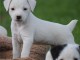 A donner Chiots jack russell