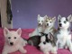 Chiots husky siberien pour bonne maman