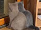 A donner chatons british shorthair