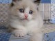 Chatons Ragdoll disponible de suite 