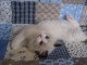 Chatons Ragdoll disponible de suite