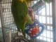 Perroquet Amazone à téte turquoise
