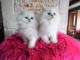 Disponible chatons person chinchila