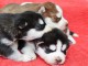 Adorables chiots husky de Sibérie à réserver