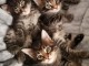 Chatons maine coon pour adoption