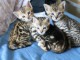 Adorables et superbes Chatons bengal pour adoption