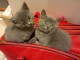 Splendides chatons CHARTREUX disponible