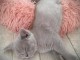 Adorables chatons British Shorthair pour adoption
