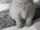 Un chaton femelle british shorthair à donner 