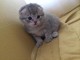 Chatons Scottish fold  loof