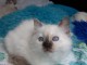 Chatons ragdoll : pour adoption