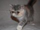 Chatons Exotic Shorthair pour adoption