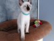 Magnifiques chatons thai pour adoption
