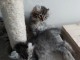 Chatons américan curl pour adoption