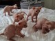 Sphynx chatons disponible loof