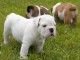 A donner chiots bulldog anglais 