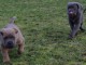 A donner Chiots cane corso.