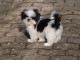 Chiots shih tzu disponible de suite