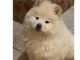 donner chiot type Chow Chow femelle