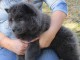  A donner chiot type Chow Chow 