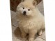  A donner chiot type Chow Chow femelle