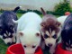 A donner des chiots de race husky de sibérien 
