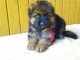 Chiots berger allemand LOOF