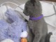 superbes chatons chartreux