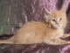 Chaton main coon a donner